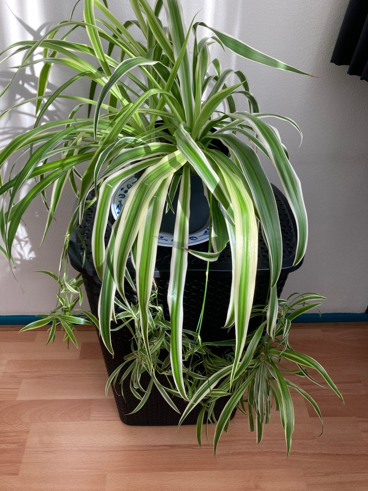 Mooie gezonde graslelie/chlorophytum, Ophalen, Overige soorten, Halfschaduw, Minder dan 100 cm
