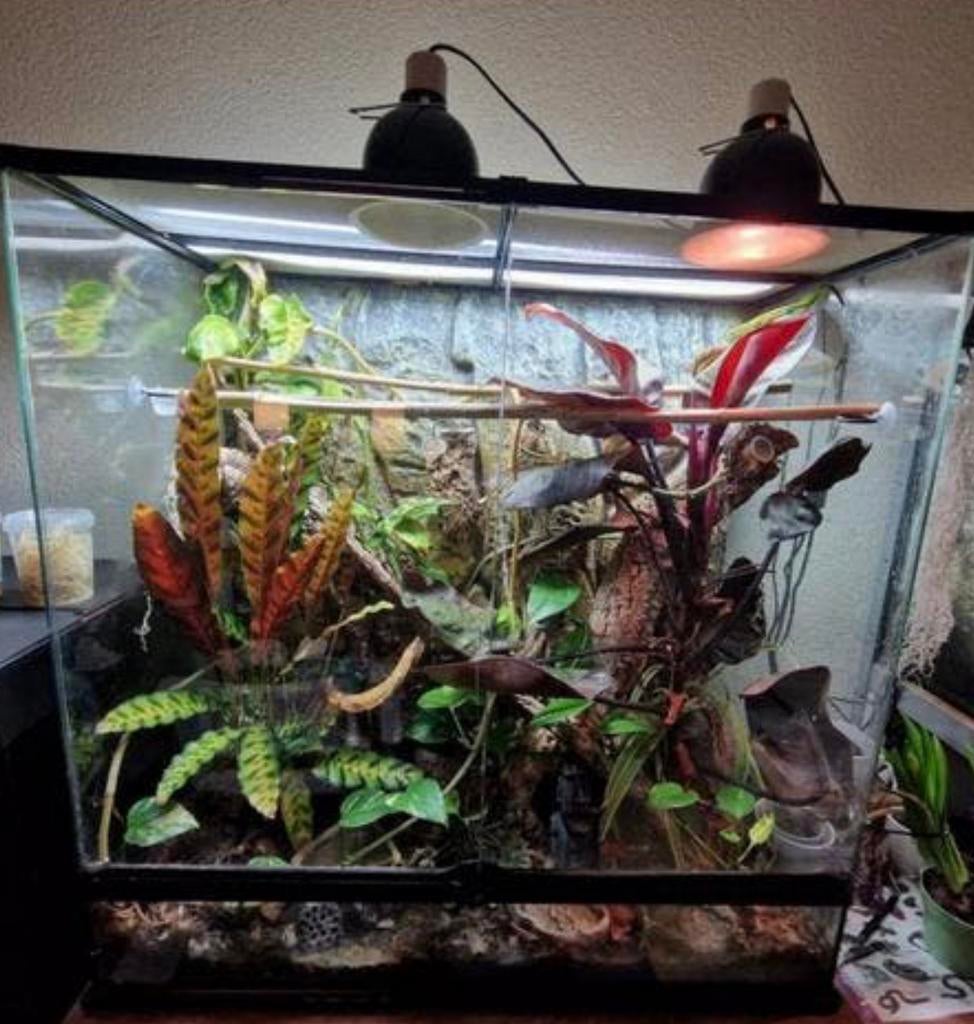Terrarium Exo Terra 90x90x45 met inhoud, Dieren en Toebehoren, Reptielen en Amfibieën | Toebehoren, Ophalen, Gebruikt