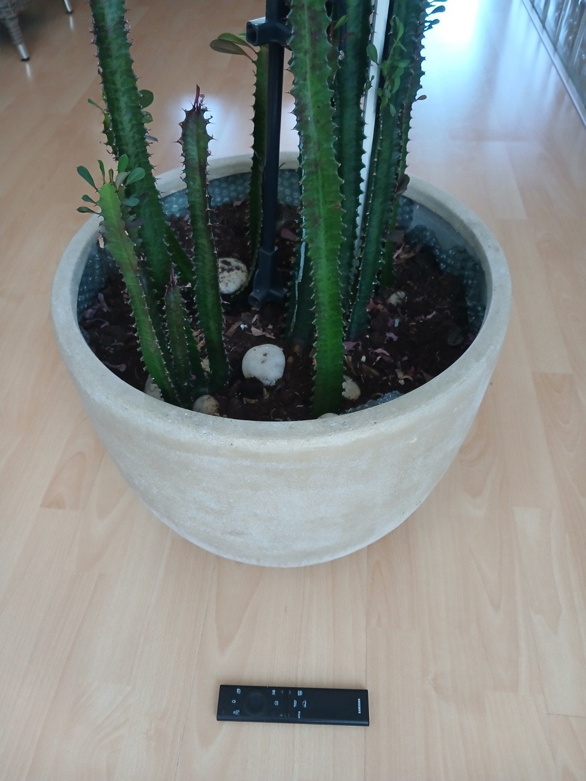 Mooie grote bloempot met of zonder cactus, Ophalen of Verzenden
