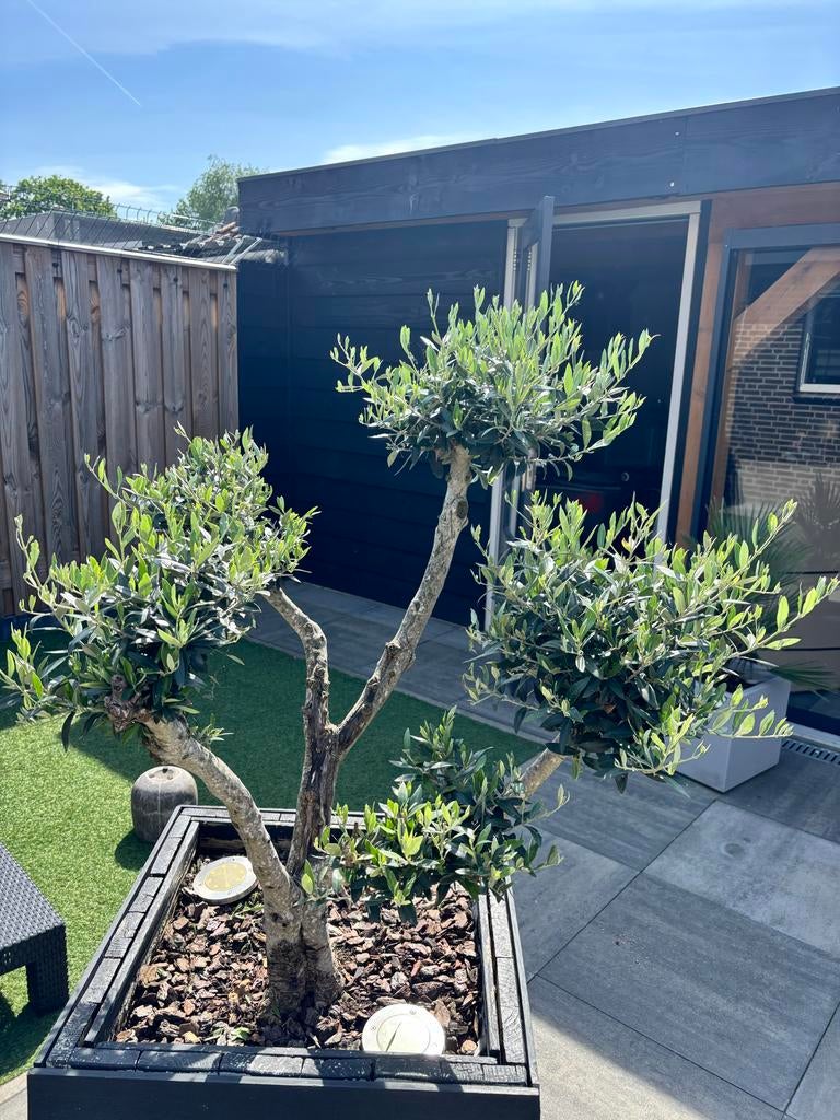 Prachtige Bonsai Olijfboom - Uniek en Decoratief, Ophalen