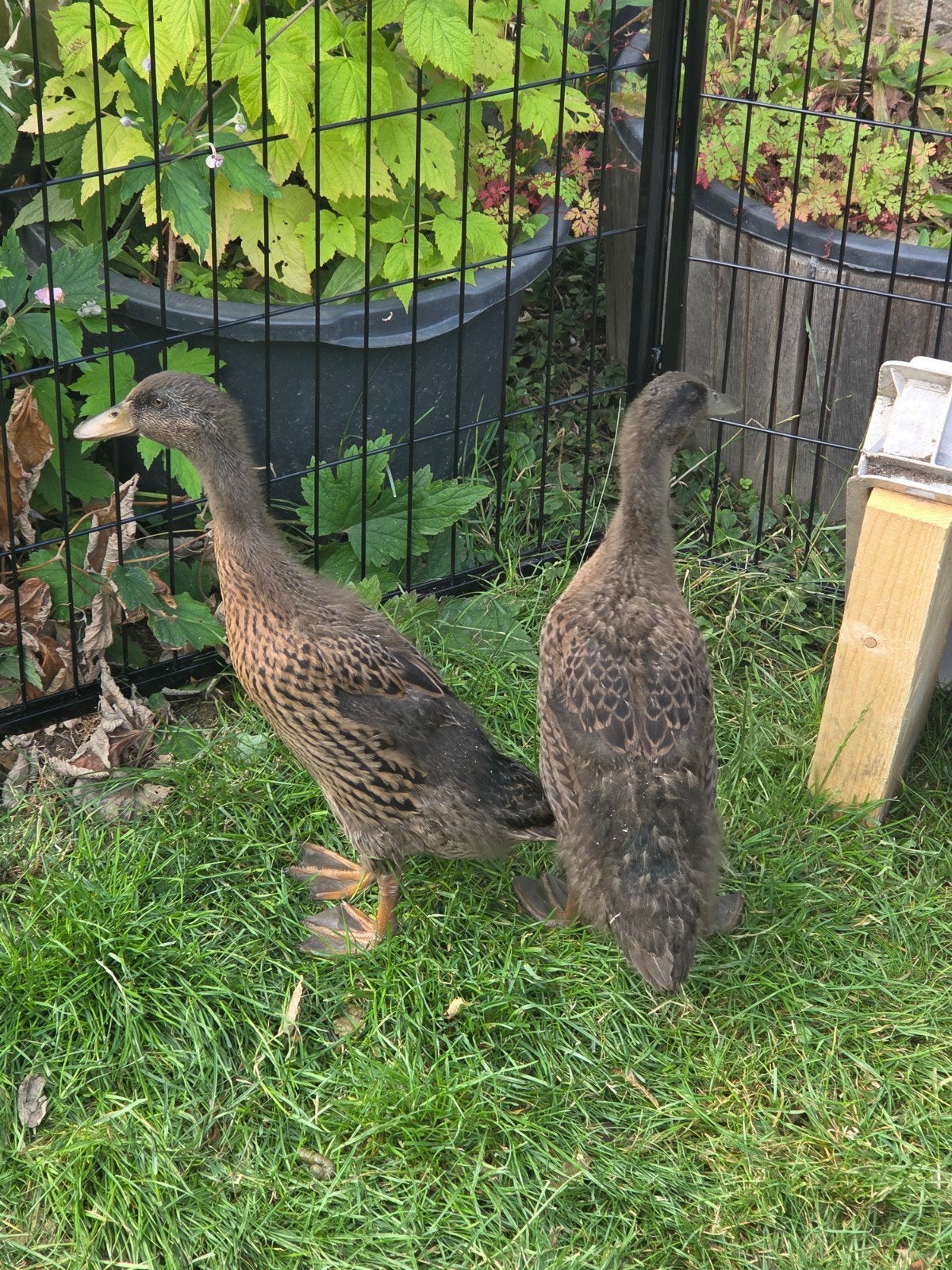 Indische loopeend vrouw, Dieren en Toebehoren, Pluimvee, Vrouwelijk, Eend