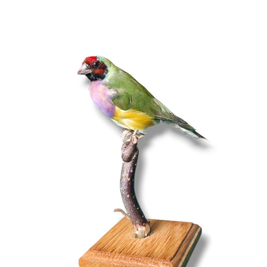 Gouldamadine vogel opgezet taxidermie Chloebia gouldiae, Ophalen of Verzenden, Zo goed als nieuw, Vogel, Opgezet dier