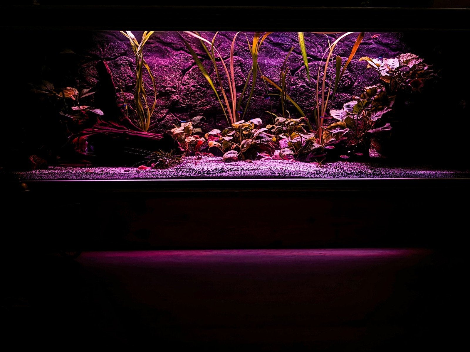 Aquarium trofis 1.80mX60cmX65cm plus inrichting, Ophalen, Gevuld zoetwateraquarium