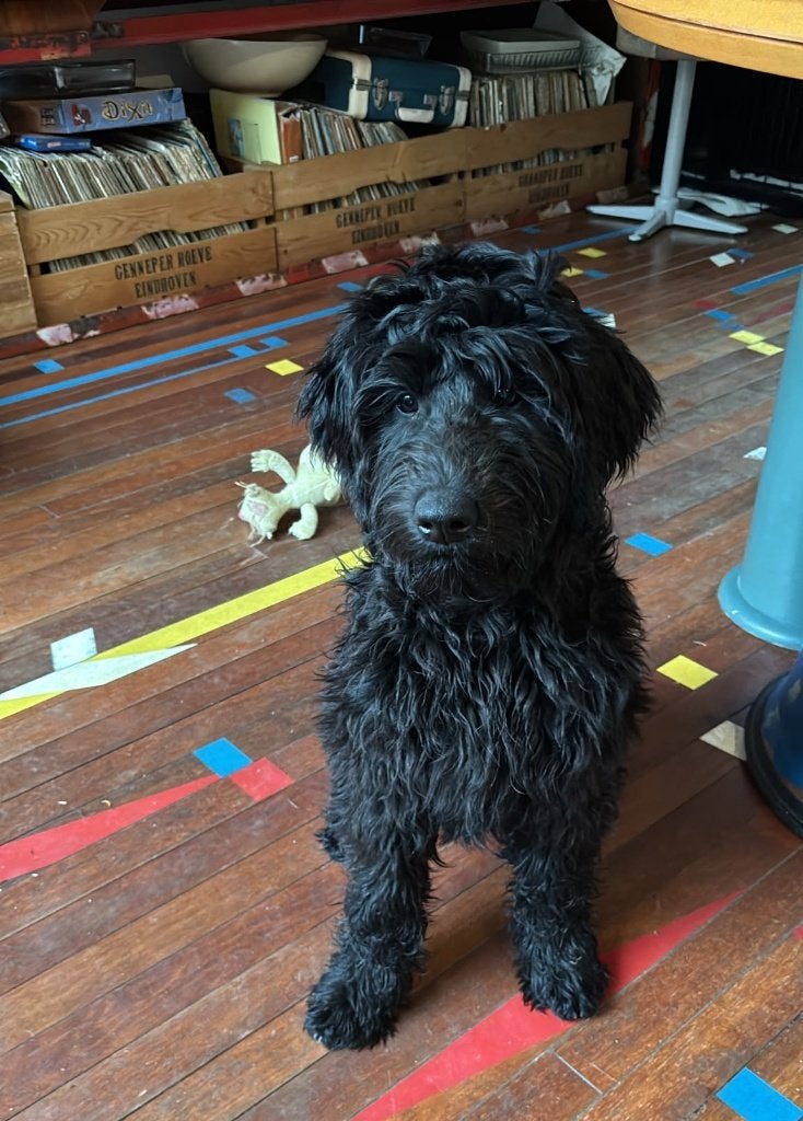 Labradoodle  X Australian Goldendoodle /Double Doodle, Reu, CDV (hondenziekte), 8 tot 15 weken, Eén hond