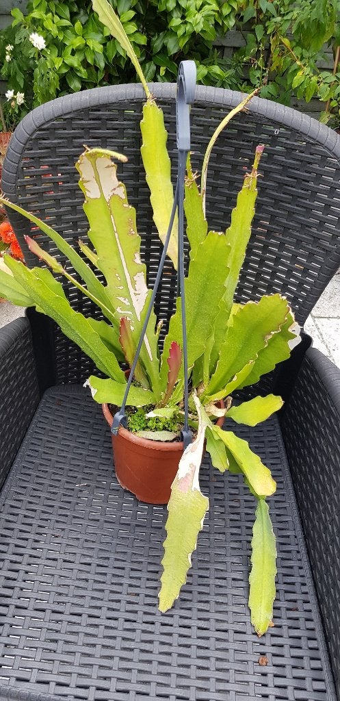 5 Epiphyllum planten, Tuin en Terras, Planten | Tuinplanten, Volle zon, Vaste plant, Lente, Ophalen