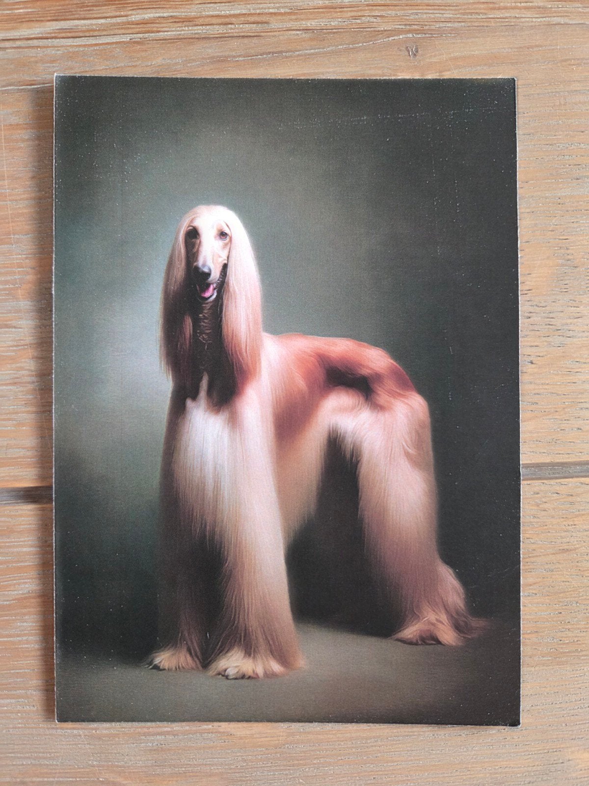 AFGAANSE WINDHOND, Verzamelen, Ophalen, Hond of Kat