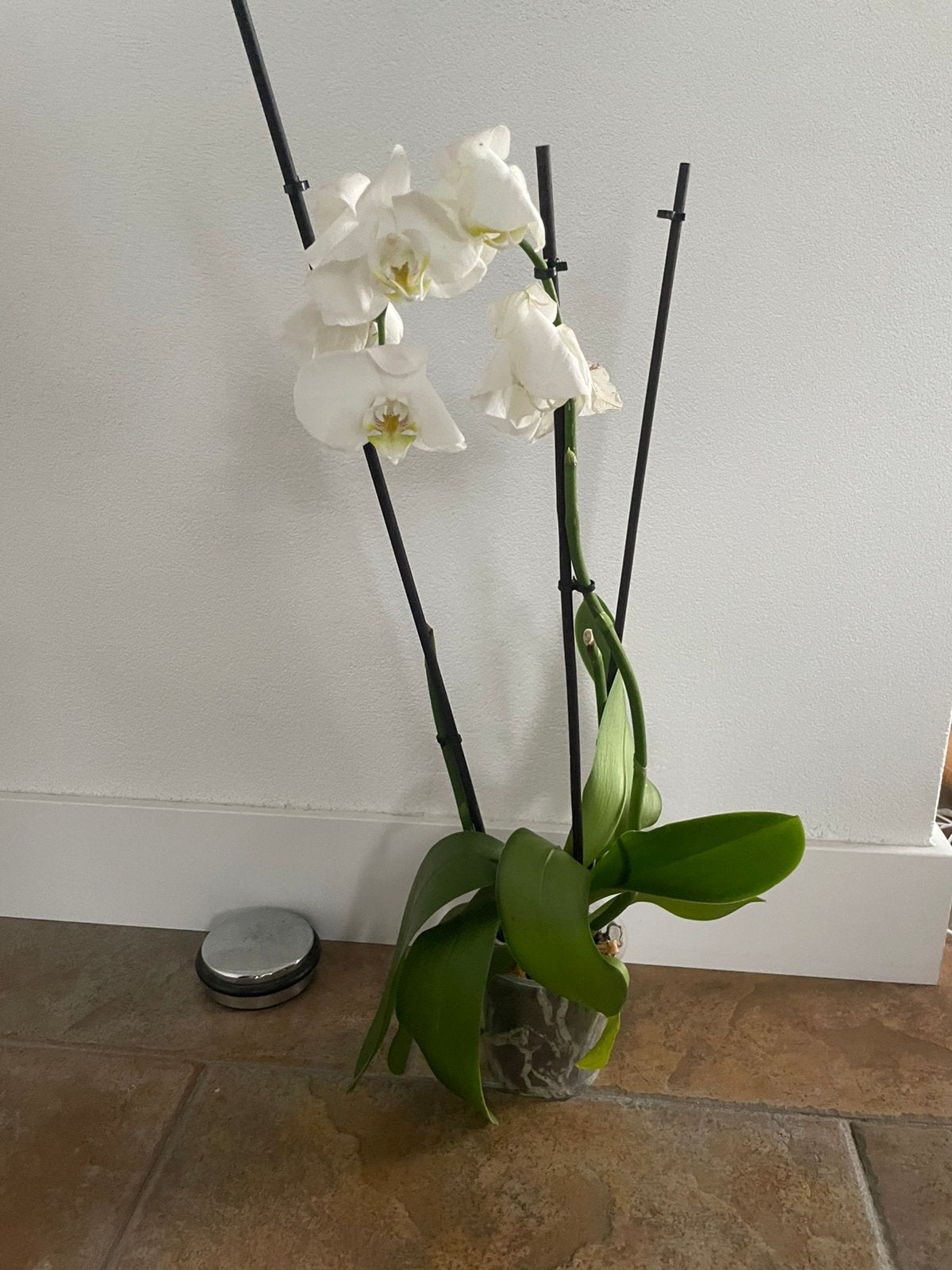 Orchidee, Ophalen, Halfschaduw, Minder dan 100 cm