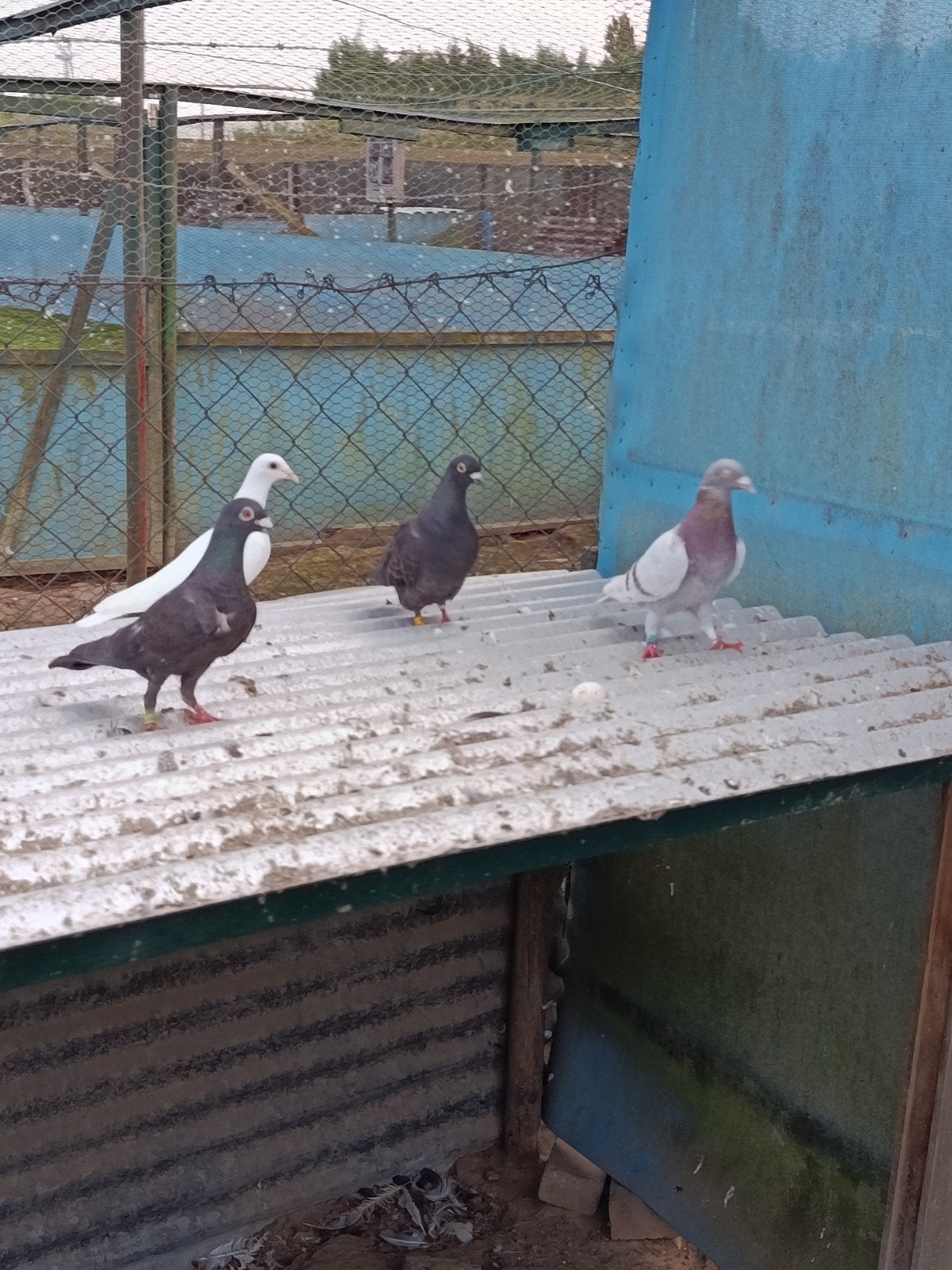 3.Kleurrijke postduiven te koop, Meerdere dieren, Postduif