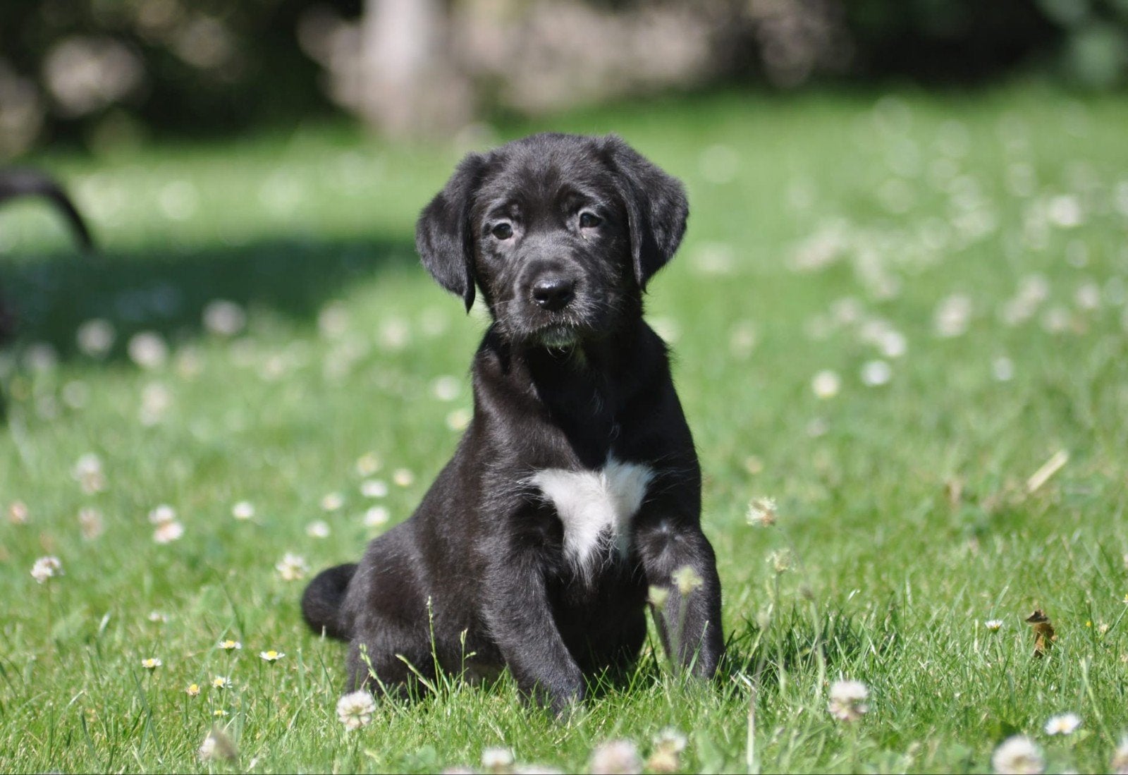 Prachtige labrador kruising pups uit geteste ouders, HCC (leverziekte), 8 tot 15 weken, Meerdere, Meerdere dieren