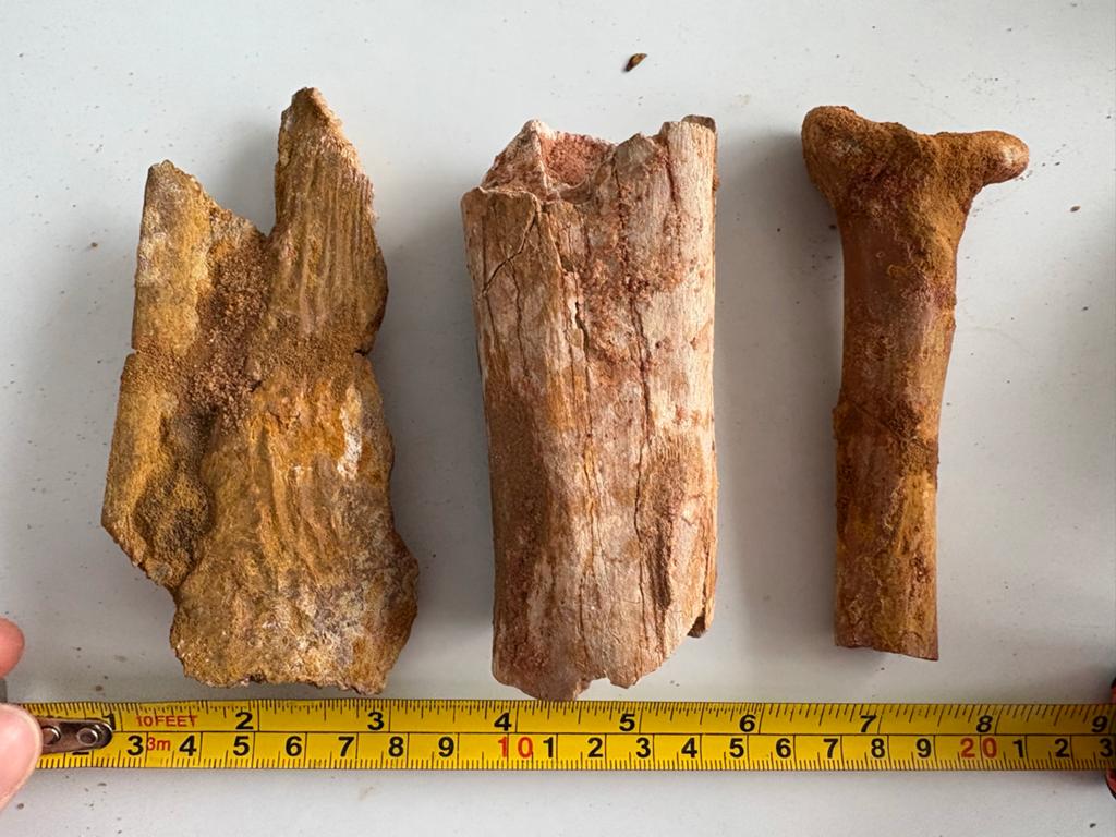 Gefossiliseerde botten uit Kemkem - Unieke vondst!, Ophalen of Verzenden, Fossiel