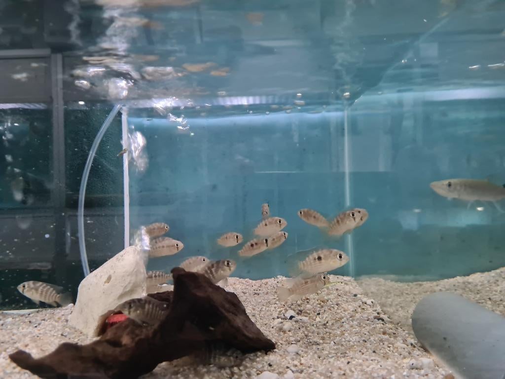 Krobia Xinguensis Cichliden, Dieren en Toebehoren, Vis, Zoetwatervis