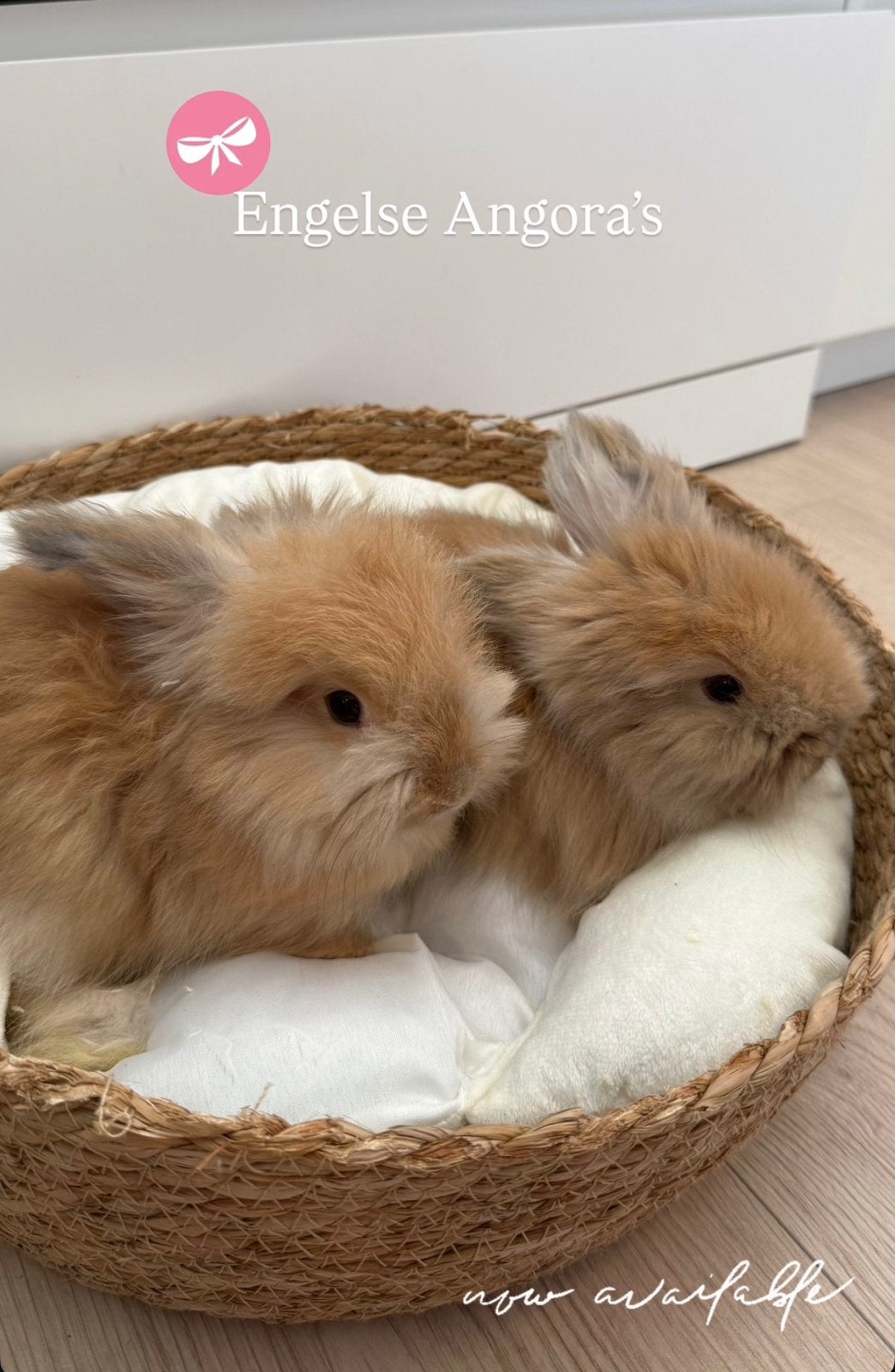 Engelse Angora’s, Dieren en Toebehoren, Konijnen, Middelgroot, Meerdere dieren, 0 tot 2 jaar
