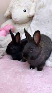 Leuke en Lieve Konijnen..........., Dieren en Toebehoren, Vrouwelijk, Middelgroot, 0 tot 2 jaar