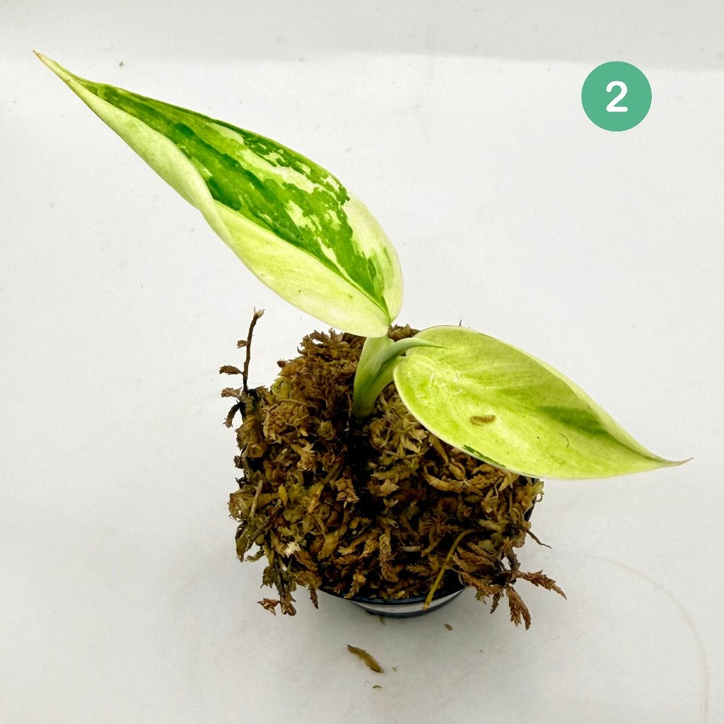 Philodendron Billietiae x José Buono Variegated, Huis en Inrichting, Kamerplanten, Verzenden, Halfschaduw, Minder dan 100 cm