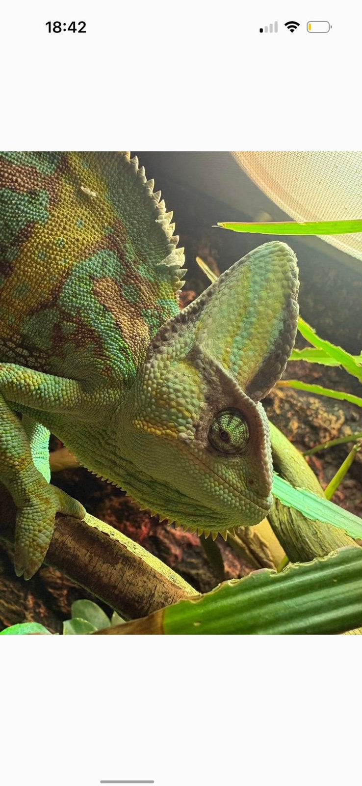 Jeme kameleon, Dieren en Toebehoren, Hagedis, Tam, 0 tot 2 jaar
