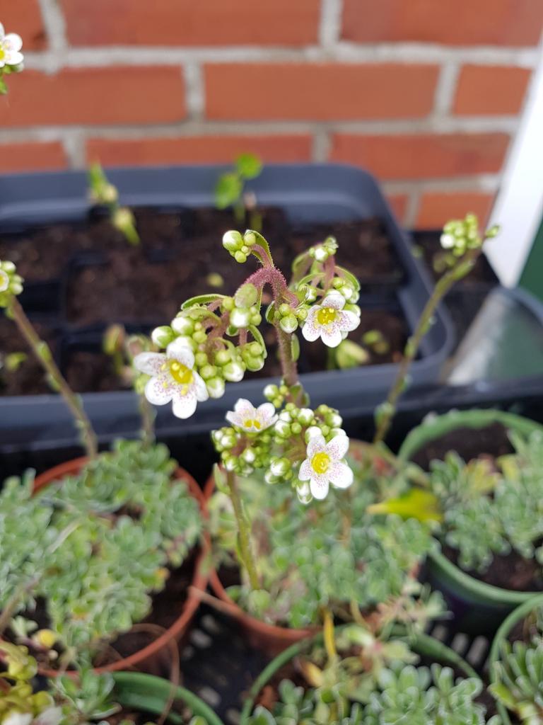 Sedum, Volle zon, Vaste plant, Zomer, Ophalen