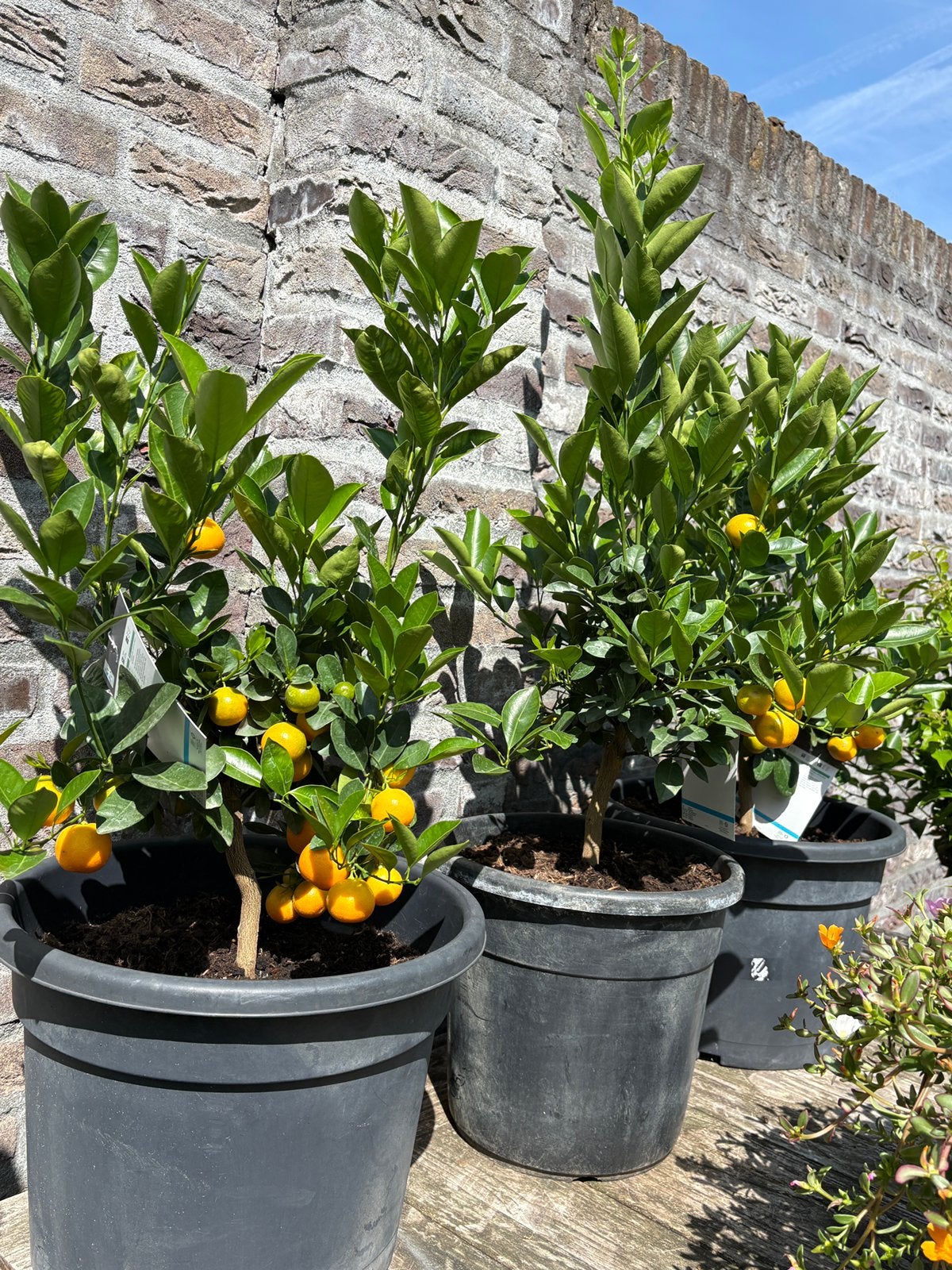 3 prachtige citrus mandarijnen bomen in pot aangeboden!!, Ophalen, Minder dan 100 cm, Overige soorten, Volle zon