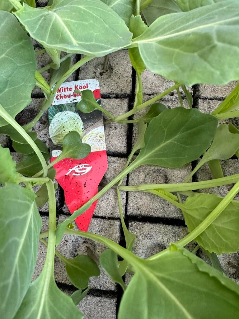 Kool plantjes, Ophalen, Volle zon, Groenteplanten, Eenjarig