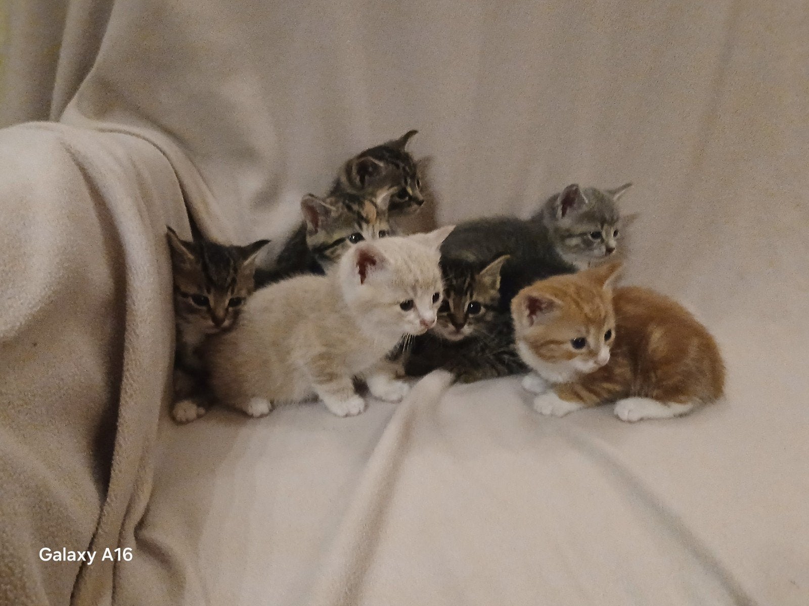 jonge kittens, Meerdere dieren, Ontwormd