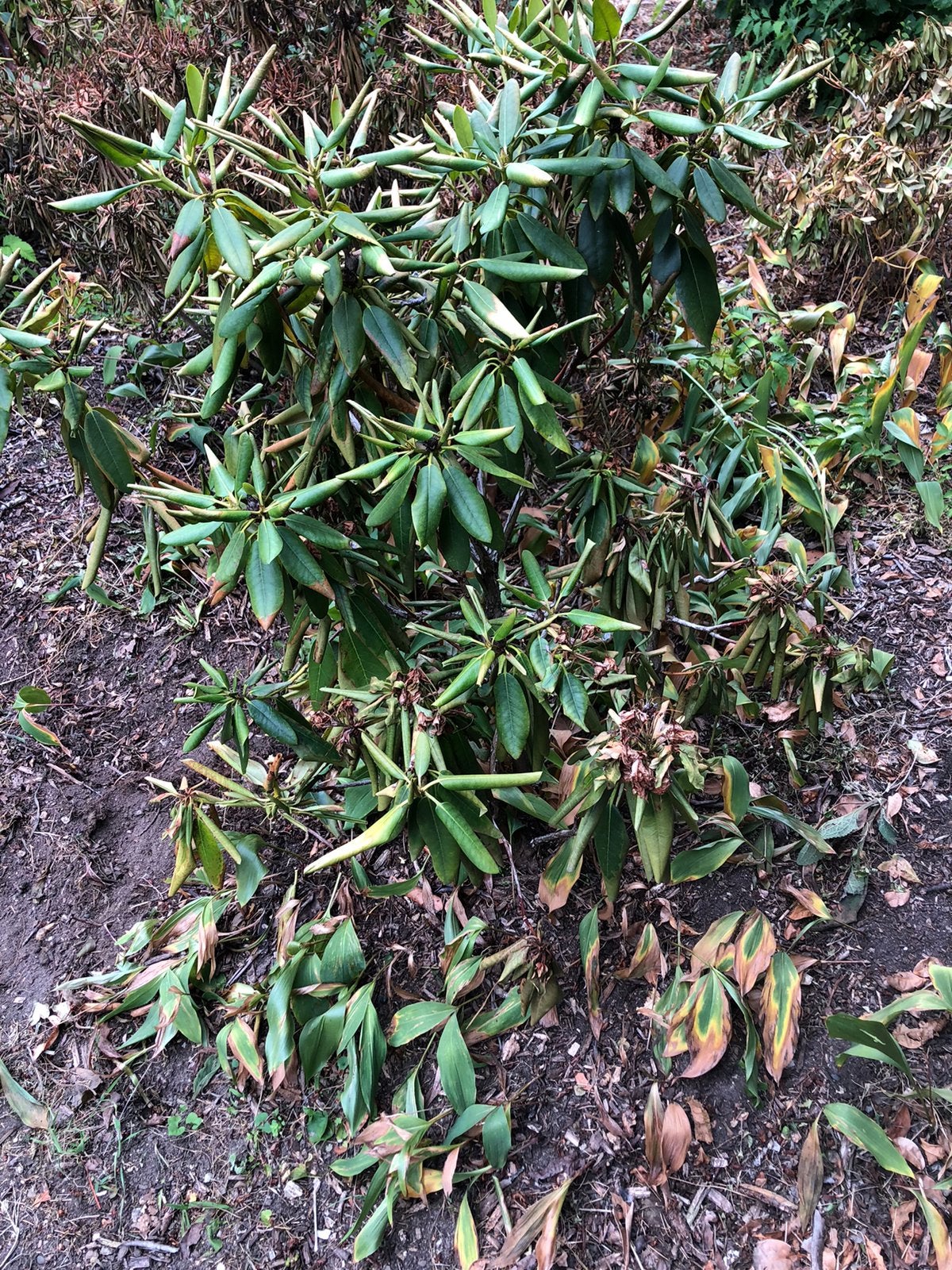 Rhodondendron - ophalen in Molenhoek, Ophalen, Rhododendron, Struik, Minder dan 100 cm