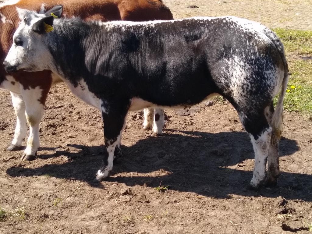 2 mooie streepruggen te koop., Vrouwelijk