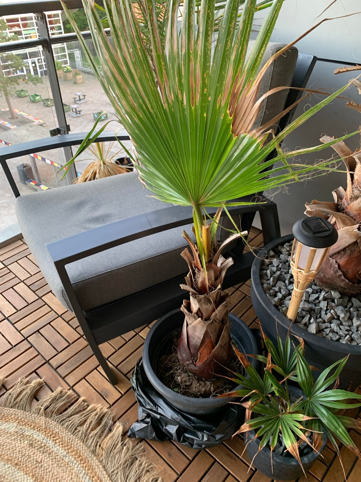 Washingtonia Robusta Palmboom - Jonge Palmplant, Tuin en Terras, Planten | Tuinplanten, Overige soorten, Volle zon, Vaste plant