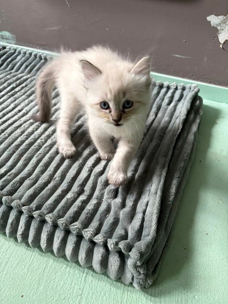 Ragdoll kittens., Dieren en Toebehoren, Katten en Kittens | Raskatten | Langhaar, Meerdere dieren, Ontwormd, 0 tot 2 jaar