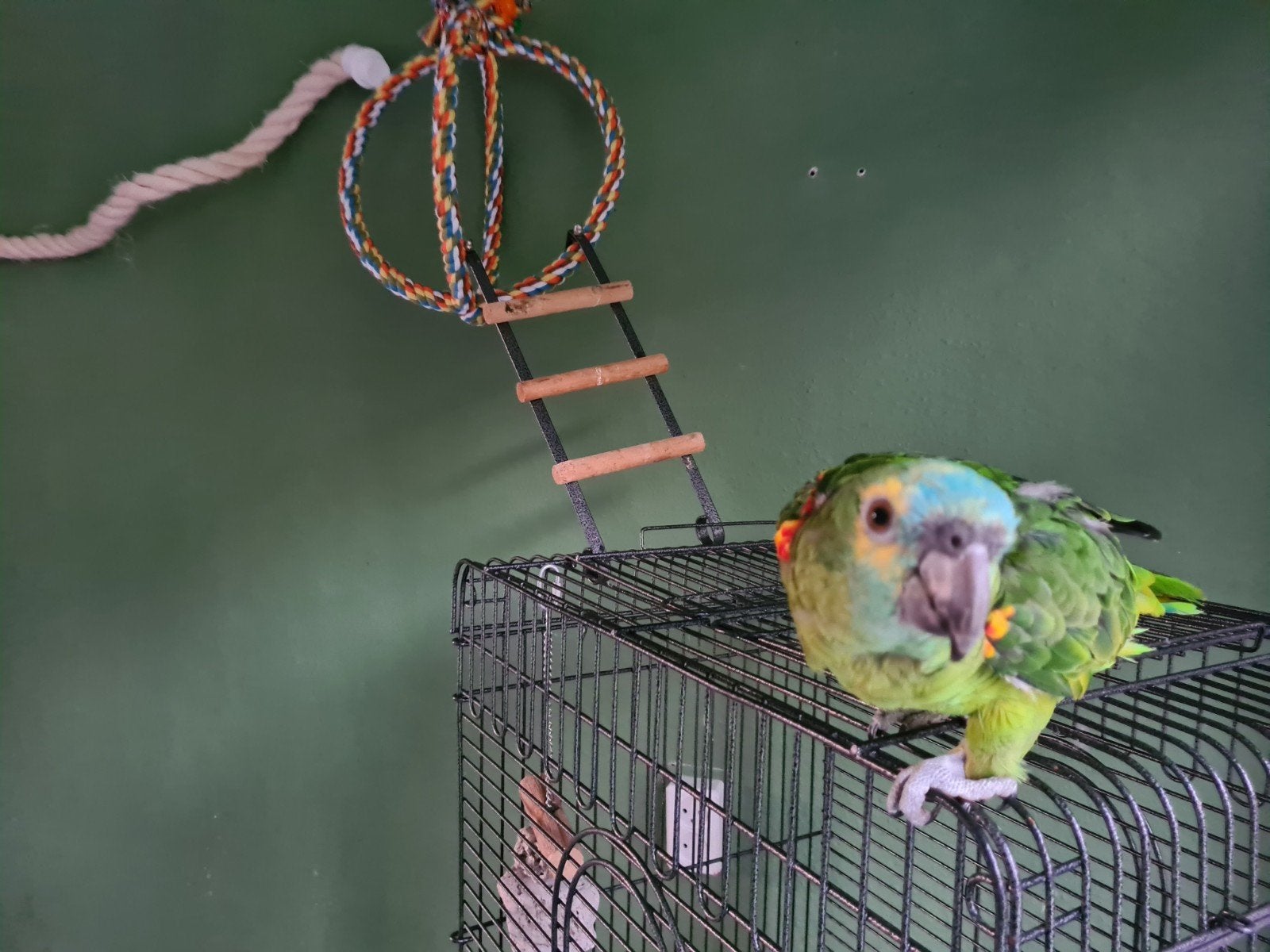 blauwvoorhoofdamazone papegaai, Dieren en Toebehoren, Vogels | Parkieten en Papegaaien, Mannelijk, Papegaai, Pratend