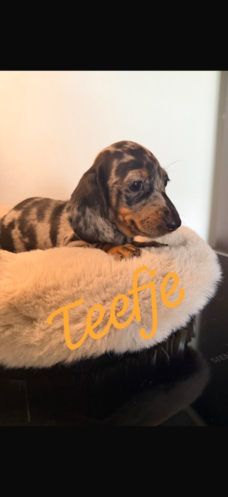Kanichen teckel pups, Kaninchen, Parvo, 8 tot 15 weken, Korthaar