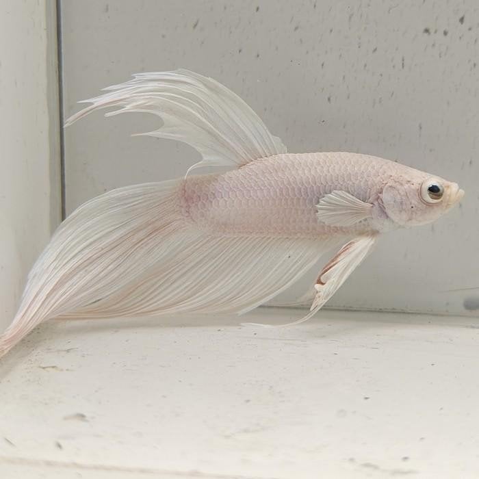betta splendens man 11, Dieren en Toebehoren