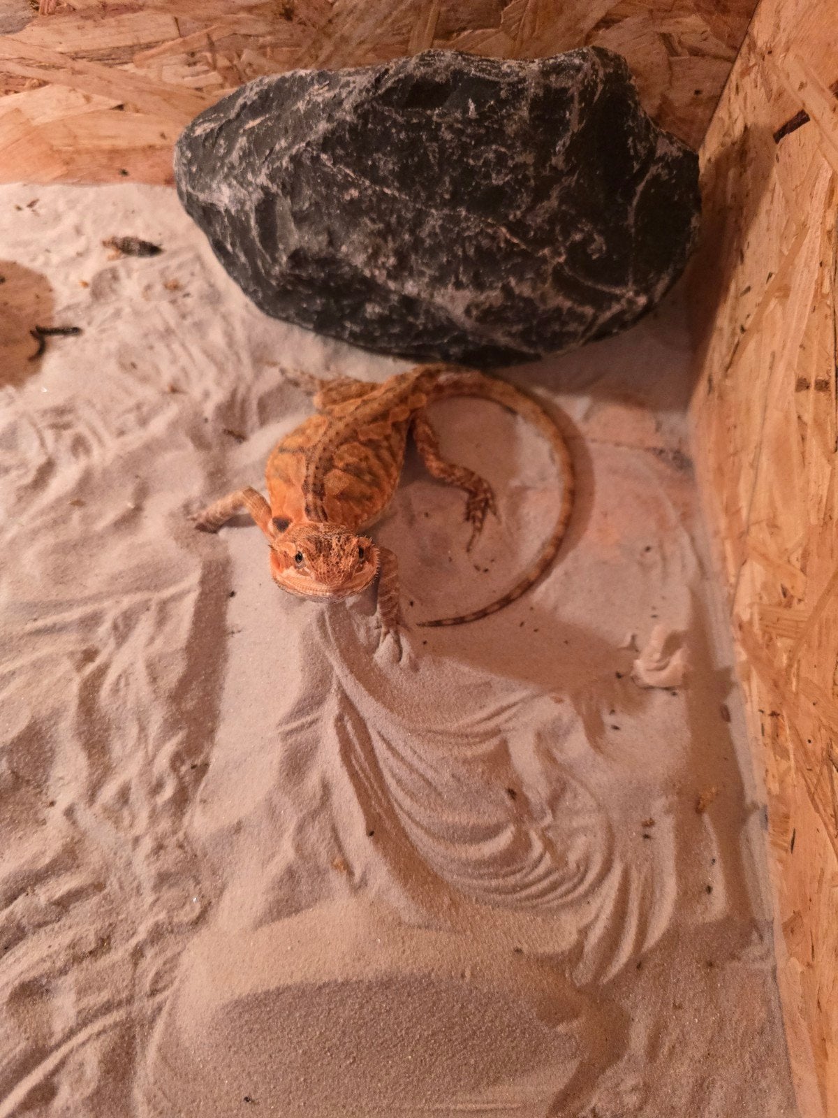 baardagaam Bearded Dragon - unknown for sale from feedbeast