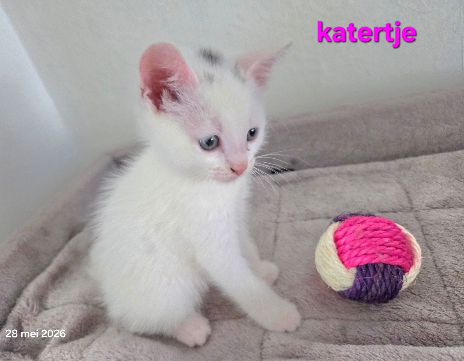Ragdoll, Siamees, siamese,  kittens, Meerdere dieren