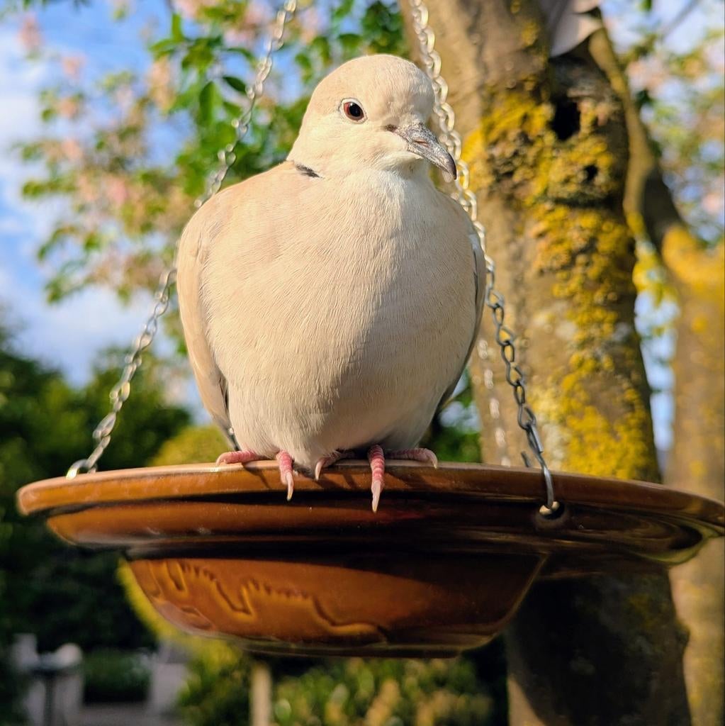 Lachduif, Dieren en Toebehoren, Vogels | Duiven, Geslacht onbekend, Tortelduif