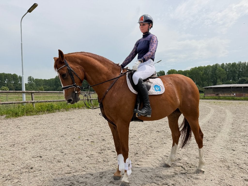 Paard te koop, Springpaard, Ruin, L, 7 tot 10 jaar