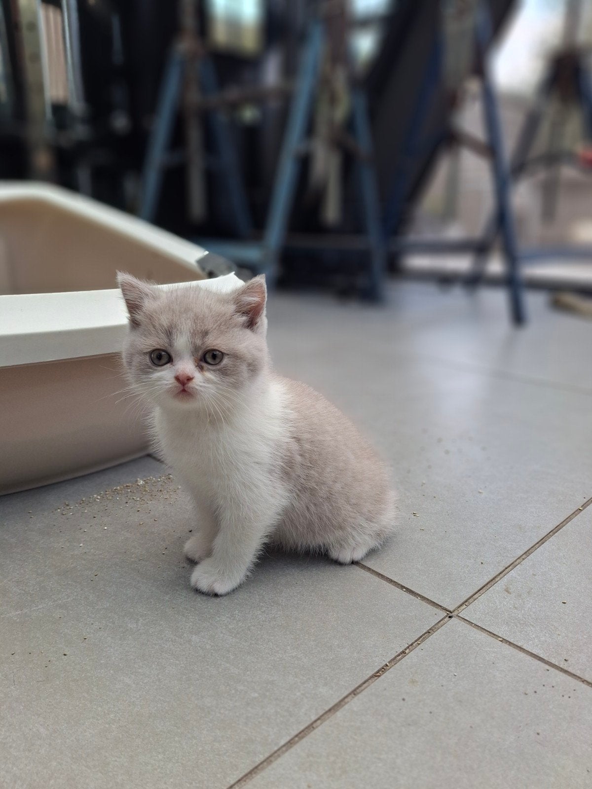 Foto 7 van Britse bicolor kittens