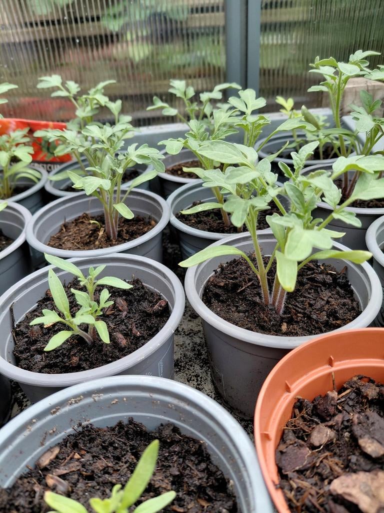 Tomaten plantjes, Ophalen, Eenjarig, Groenteplanten, Volle zon