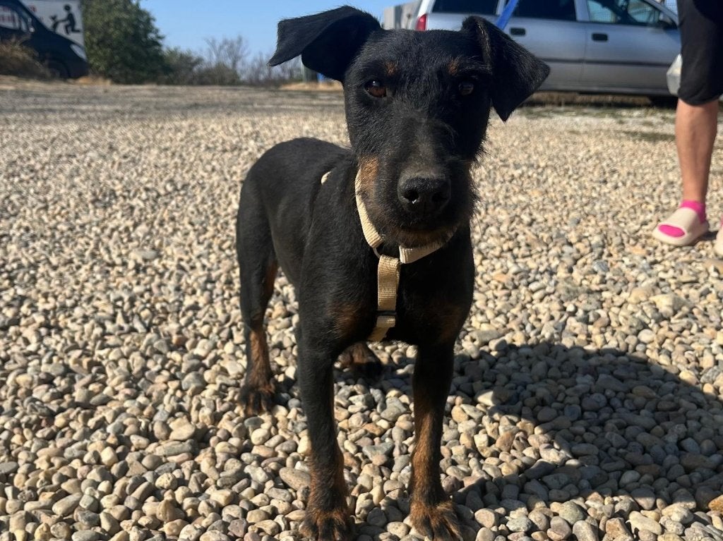 Piper, een geweldig lief en trouw hondje, Dieren en Toebehoren, Particulier, 1 tot 2 jaar, Buitenland, Teef