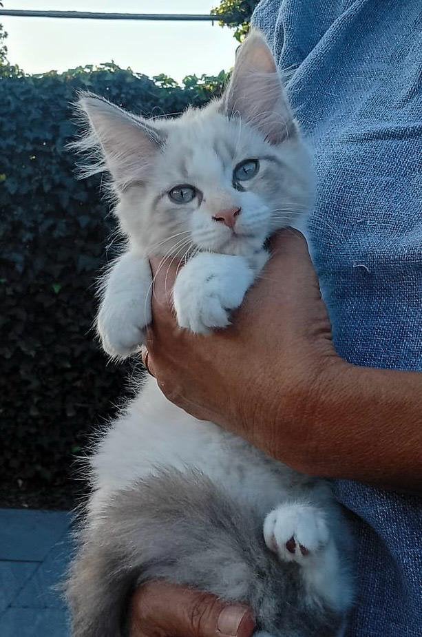 Raszuivere Maine Coon kittens, Dieren en Toebehoren, Meerdere dieren, Ontwormd, 0 tot 2 jaar