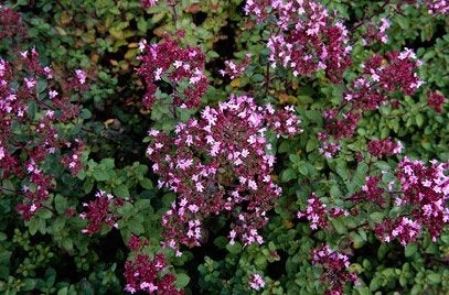 marjolein oregano, Volle zon, Vaste plant, Zomer, Ophalen