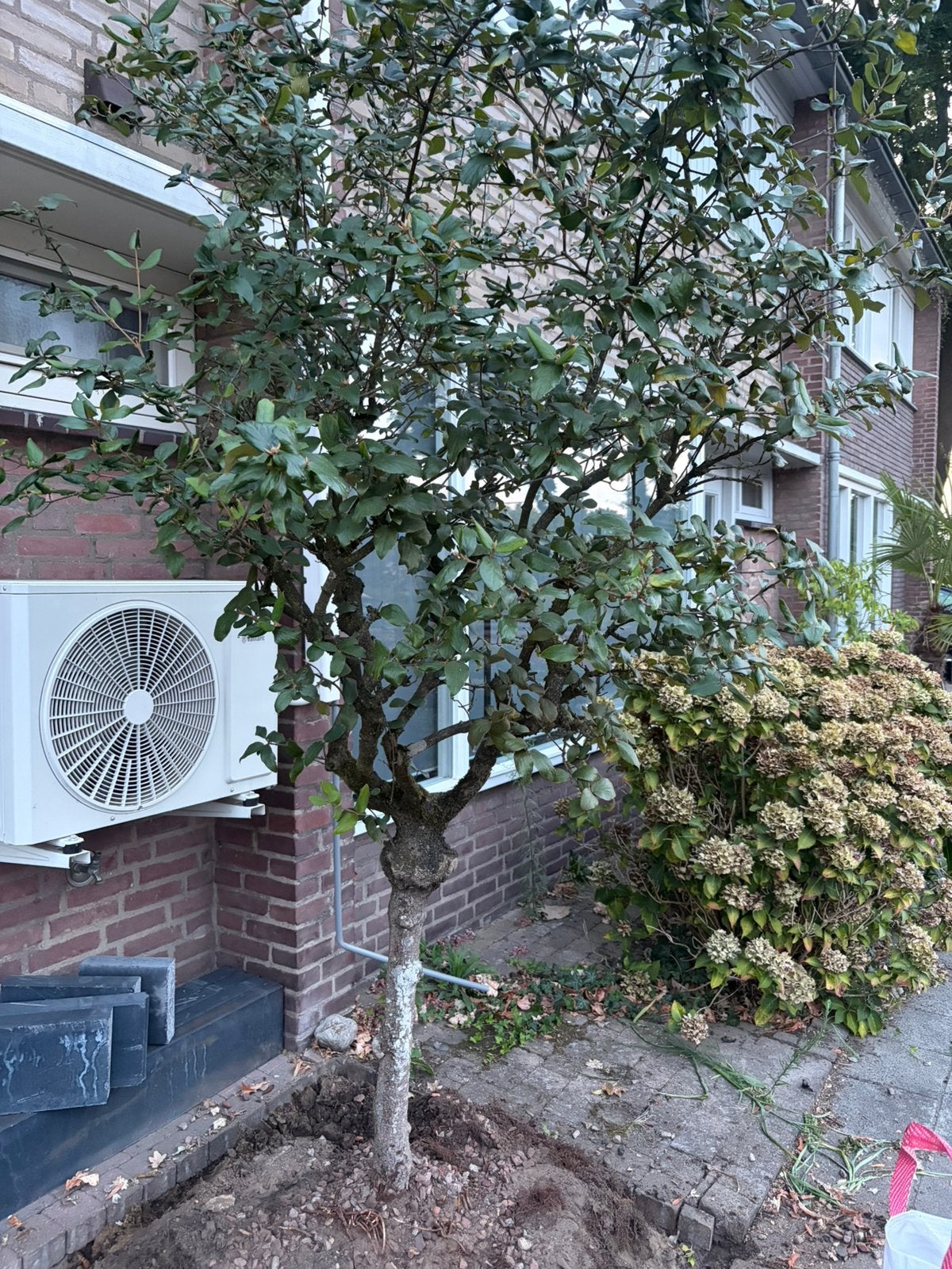 Olijfwilg (elaeagnus ebbingei), Ophalen, Halfschaduw, Overige soorten, 100 tot 250 cm