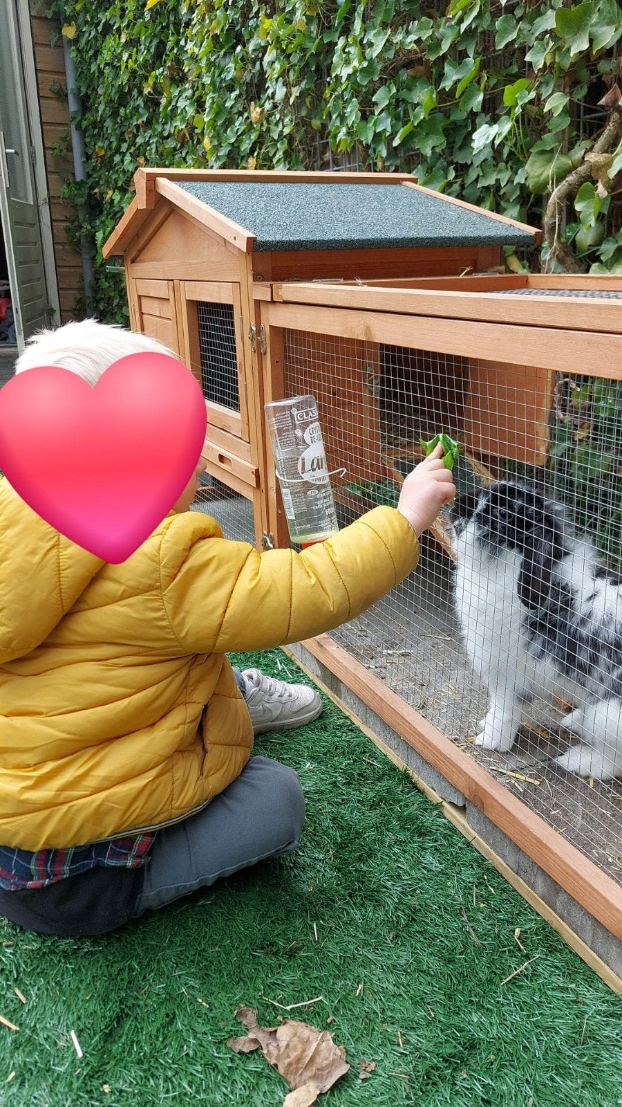 Lief tam konijn met hok etc, Dieren en Toebehoren, Mannelijk