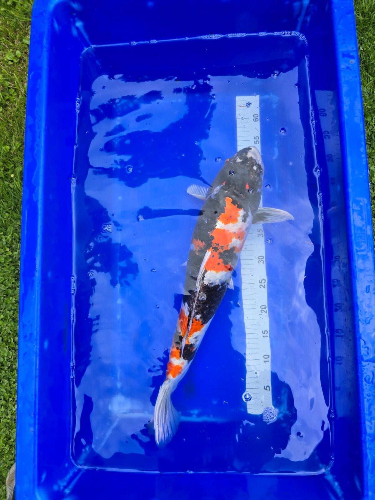Zeer mooie en bijzondere Kinshowa 60-65cm met certificaat., Karper of Koi
