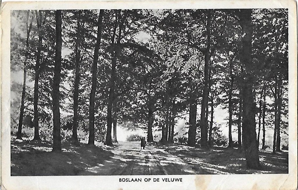 Boslaan op de veluwe oude gelopen ansichtkaart ( 8027), Ophalen of Verzenden, 1960 tot 1980, Gelopen, Gelderland
