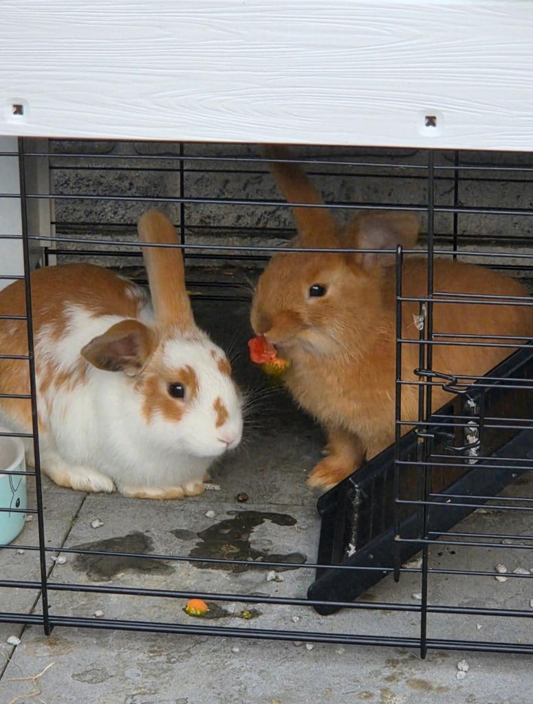 2 gecastreerde rammen voor herplaatsing, Dieren en Toebehoren, Juni, Mannelijk, Overige typen
