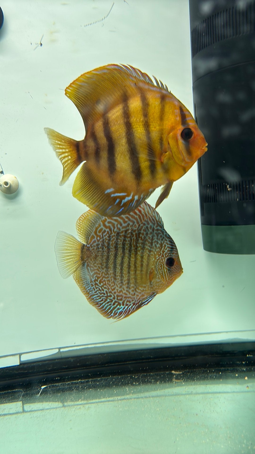 Koppel discus, Vis