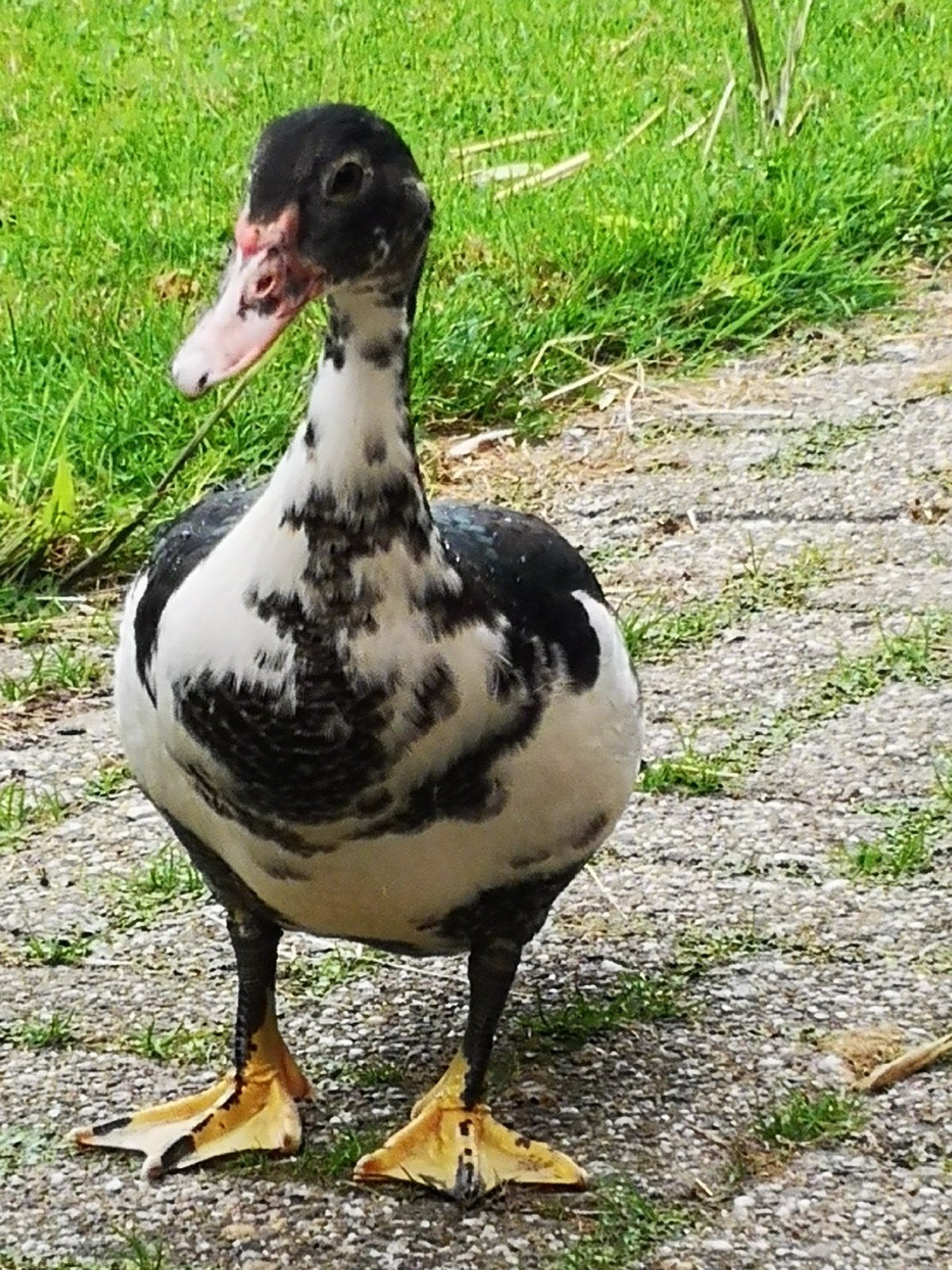 Kaapse woerd, Meerdere dieren, Eend