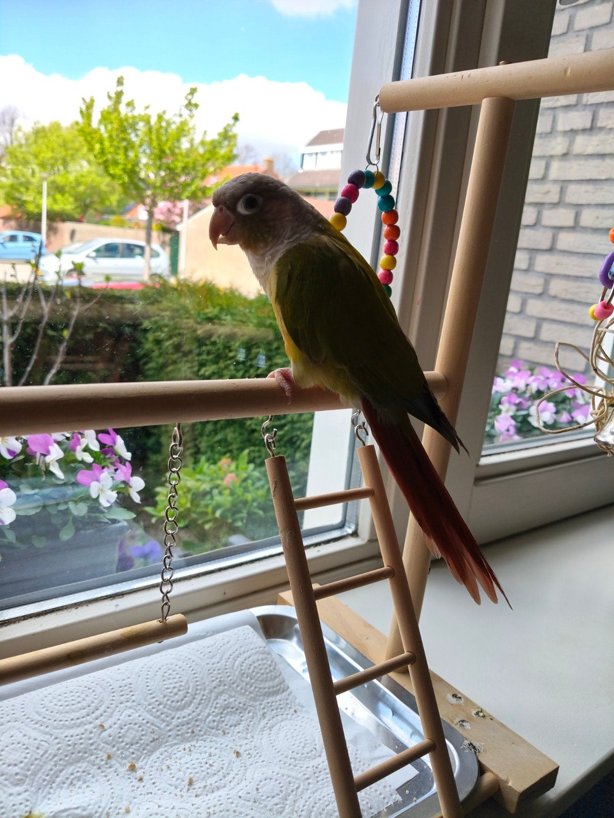 Pyrrhura, Dieren en Toebehoren, Vogels | Parkieten en Papegaaien, Geslacht onbekend, Parkiet, Tam
