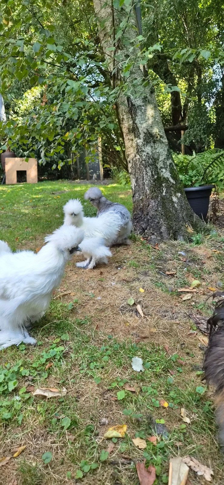 Mooie, Raszuivere US Silkie haantjes wit, Dieren en Toebehoren, Pluimvee, Mannelijk, Kip