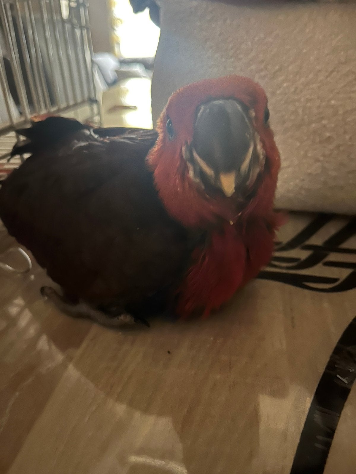 Edelpapegaai, Dieren en Toebehoren, Vrouwelijk, Papegaai, Geringd