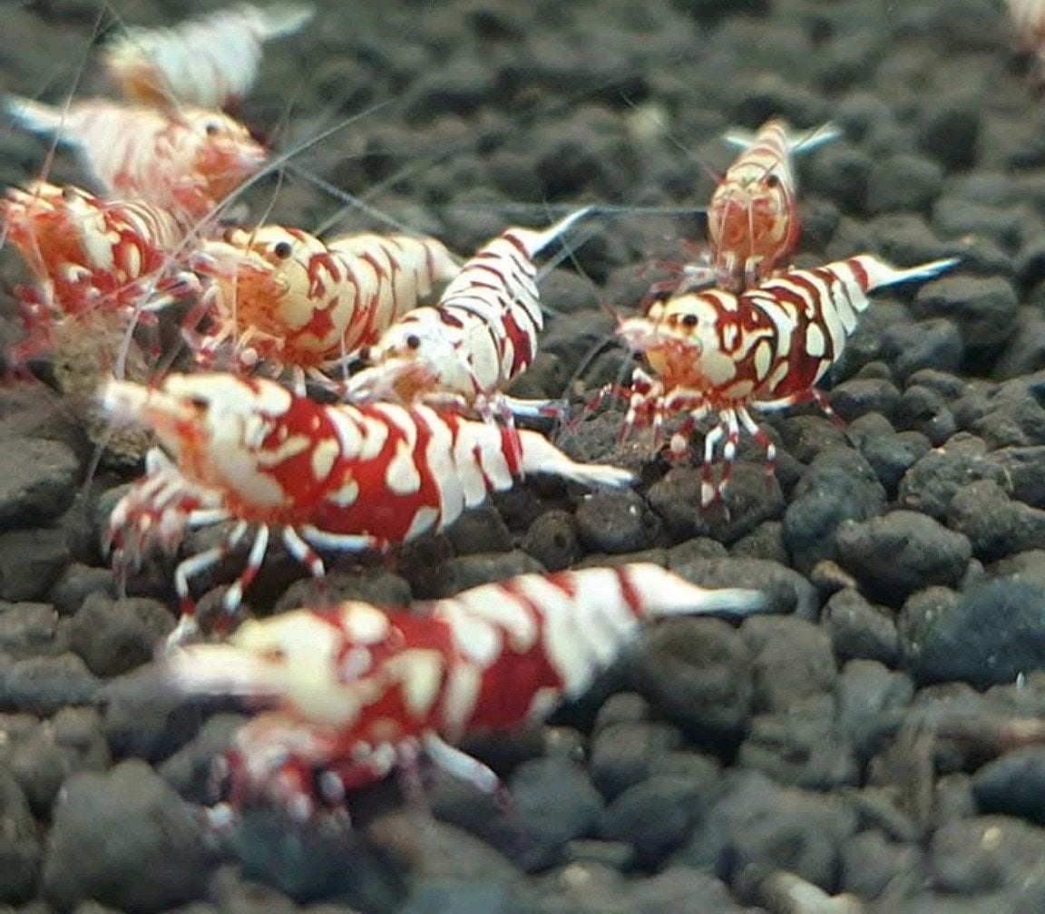 RED FANCY TIGER GARNALEN  /  CARIDINA GARNAAL, Zoetwatervis, Schoolvis